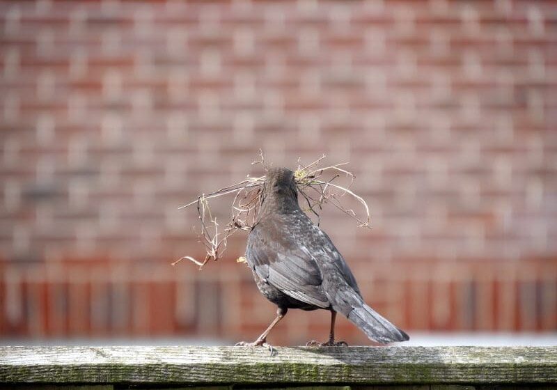 All photographs ©2019 Richard Salsbury